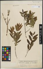 Foto von Salix purpurea L. x Salix viminalis L.